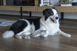 Il Parquet che accoglie cani e gatti: nessun problema!